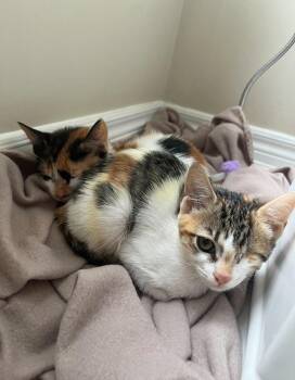 Rescue Calico Cats for Adoption in Newmarket, Ontario - Mia & Meli (We Are Bonded) | PetCurious