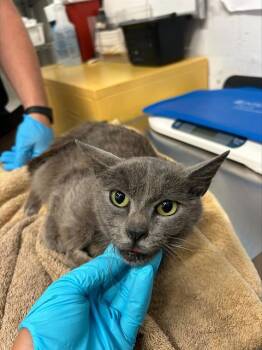A053558 -  Domestic Short Hair Cat for Adoption in Alameda, California - A053558 | PetCurious