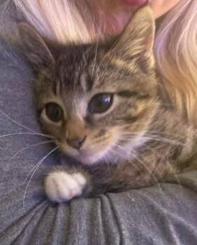 Rescue Tabby and Domestic Short Hair Cats for Adoption - Bluey | PetCurious