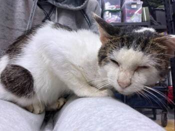 Elvis -  Domestic Short Hair Cat for Adoption in St. Cloud, Minnesota - Elvis | PetCurious