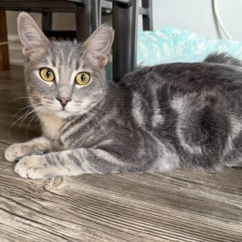 Remy -  Domestic Short Hair Cat for Adoption in Long Beach, California - Remy | PetCurious