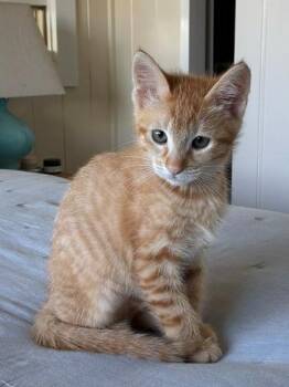 Pixie -  Tabby Cat for Adoption in Newberg, Oregon - Pixie | PetCurious