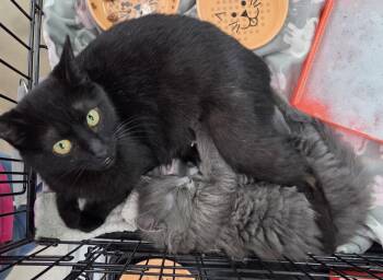 Noir and Augustus - SWEET MAMA & HER HANDSOME PRINCE -  American Shorthair Cat for Adoption - Noir And Augustus - SWEET MAMA & HER HANDSOME PRINCE | PetCurious