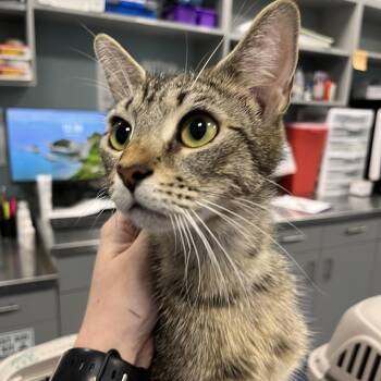 Domestic Short Hair Cats Available for Adoption in Greensboro, North Carolina - Whole Wheat | PetCurious
