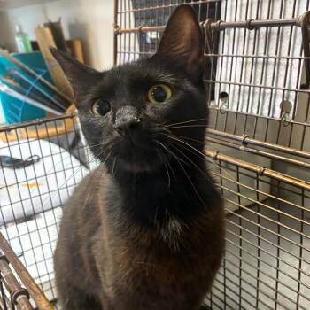 Firefly -  Domestic Short Hair Cat for Adoption in San Antonio, Texas - Firefly | PetCurious