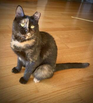 Georgina -  Domestic Short Hair Cat for Adoption - Georgina | PetCurious