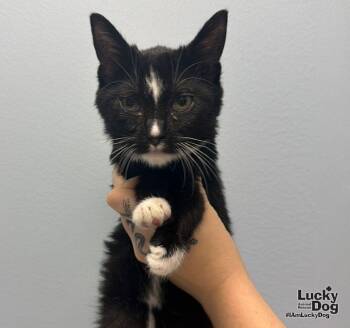 Sophie -  Domestic Short Hair Cat for Adoption in Washington, District Of Columbia - Sophie | PetCurious