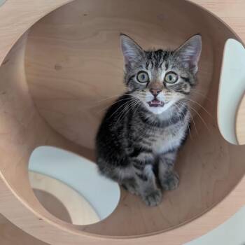 Domestic Short Hair Cats Available for Adoption in Baltimore, Maryland - Gale [green] | PetCurious