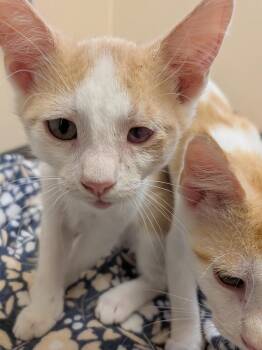 Scooter -  Domestic Short Hair Cat for Adoption in Mount Carmel, Illinois - Scooter | PetCurious