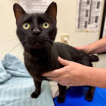 Benny -  Domestic Short Hair Cat for Adoption in Oshkosh, Wisconsin - Benny | PetCurious