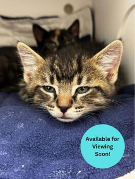Rocky Raccoon -  Domestic Short Hair Cat for Adoption in Kalispell, Montana - Rocky Raccoon | PetCurious