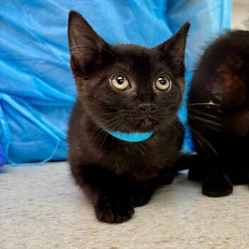 Tide -  Domestic Short Hair Cat for Adoption in New York, New York - Tide | PetCurious