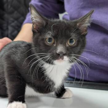 Domestic Short Hair Cats Available for Adoption - Maxwell | PetCurious