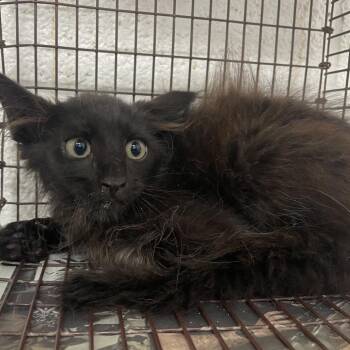 Tony Hawk -  Domestic Medium Hair Cat for Adoption in Edinburg, Texas - Tony Hawk | PetCurious