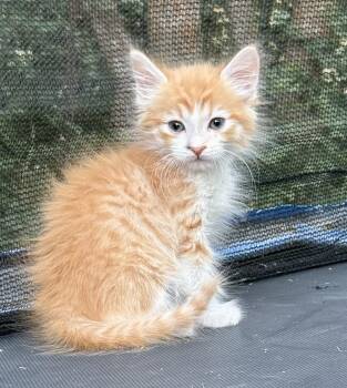 Swipe -  Domestic Short Hair Cat for Adoption in Fruit Heights, Utah - Swipe | PetCurious