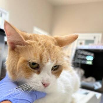 Bonfire -  Domestic Medium Hair Cat for Adoption in Kanab, Utah - Bonfire | PetCurious