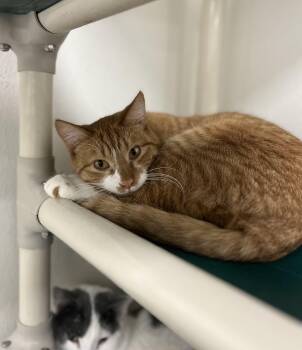 Rescue Domestic Short Hair Cats for Adoption in Geneseo, Illinois - Thatcher | PetCurious