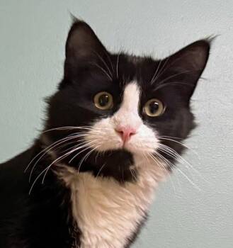 Rescue Domestic Long Hair Cats for Adoption in Amery, Wisconsin - Pascal | PetCurious