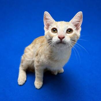 Mark -  Domestic Short Hair Cat Available for Adoption in Riverside, California - Mark | PetCurious