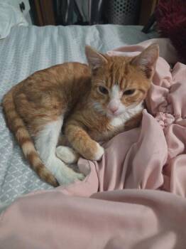 Duke -  Domestic Short Hair Cat for Adoption in Emporia, Kansas - Duke | PetCurious