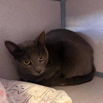 Bella -  Domestic Short Hair Cat for Adoption in Goleta, California - Bella | PetCurious