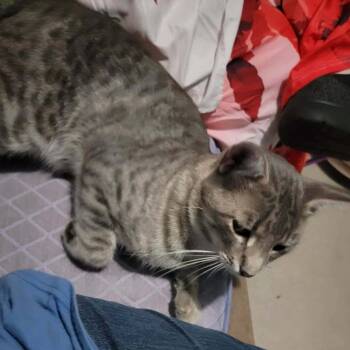 Zac -  Domestic Short Hair Cat for Adoption in Baytown, Texas - Zac | PetCurious
