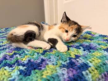 Rescue Calico Cats for Adoption in Batesville, Arkansas - Blossom | PetCurious