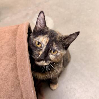 Bobbi -  Domestic Short Hair Cat for Adoption in Pagosa Springs, Colorado - Bobbi | PetCurious