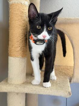 Mickey - male kitten -  Tuxedo Cat for Adoption in Los Altos, California - Mickey - Male Kitten | PetCurious