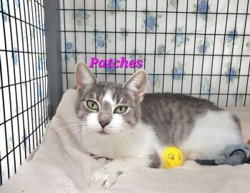 Rescue Domestic Short Hair Cats for Adoption in Diamond Springs, California - Patches | PetCurious