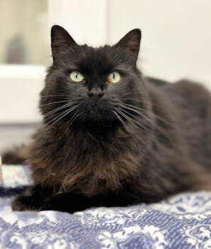 Rescue Domestic Long Hair and Maine Coon Cats for Adoption in Saint Johnsbury, Vermont - Monty | PetCurious