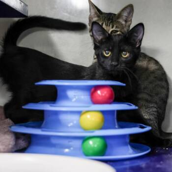 Ryder -  Domestic Short Hair Cat for Adoption in Los Angeles, California - Ryder | PetCurious