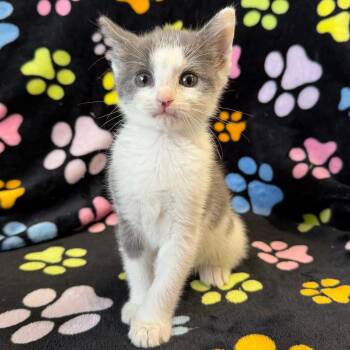 Fletcher -  Domestic Short Hair Cat for Adoption in Mt. Juliet, Tennessee - Fletcher | PetCurious