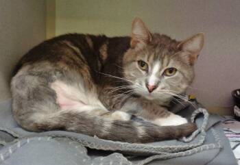 POGO -  Tabby Cat for Adoption in Delhi, New York - POGO | PetCurious