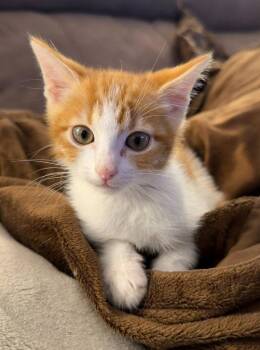 26-16 Peter -  Domestic Short Hair Cat for Adoption in St. Helens, Oregon - 26-16 Peter | PetCurious
