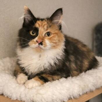 Calico and Domestic Long Hair Cats Available for Adoption - Layla  | PetCurious