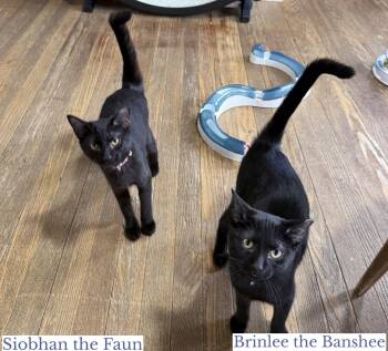 Domestic Short Hair Cats Available for Adoption in Berkeley Springs, West Virginia - Siobhan The Faun | PetCurious