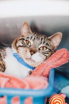 Domestic Short Hair Cats Available for Adoption - 90836a Reggie- Pounce Cat Cafe | PetCurious