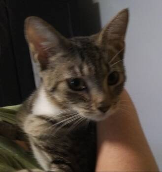 Olivia (At PetSmart Bluffton) -  Domestic Short Hair Cat for Adoption in PORT WENTWRTH, Georgia - Olivia (At PetSmart Bluffton) | PetCurious