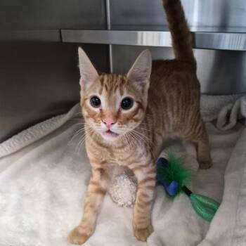 FitzJones -  Domestic Short Hair Cat for Adoption in Fort Bragg, California - FitzJones | PetCurious