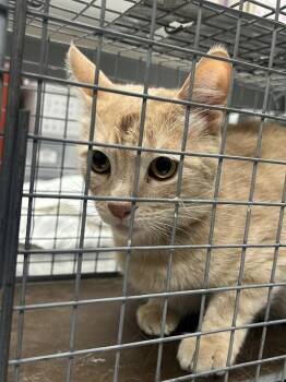 KRASH -  Domestic Short Hair Cat for Adoption in Las Vegas, Nevada - KRASH | PetCurious