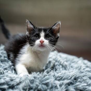 Audie -  Domestic Short Hair Cat for Adoption in Gainesville, Georgia - Audie | PetCurious