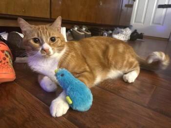 Rescue Domestic Short Hair Cats for Adoption in Murfreesboro, Tennessee - Pumpkin | PetCurious