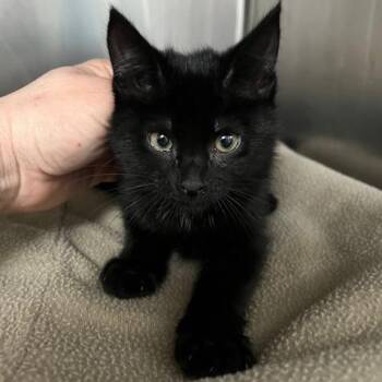 Domestic Short Hair Cats Available for Adoption in Owosso, Michigan - Tagalong | PetCurious
