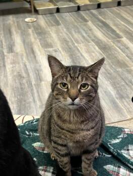 Fancy -  Domestic Short Hair Cat for Adoption in Chicago, Illinois - Fancy | PetCurious