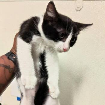 MaryAna* -  Domestic Short Hair Cat for Adoption in San Gabriel, California - MaryAna* | PetCurious