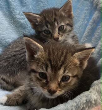Percy -  Domestic Short Hair Cat for Adoption in Candler, North Carolina - Percy | PetCurious
