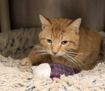 Domestic Short Hair Cats Available for Adoption - Garfield | PetCurious