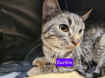 Rescue Domestic Short Hair Cats for Adoption in Gold Beach, Oregon - Durbin | PetCurious