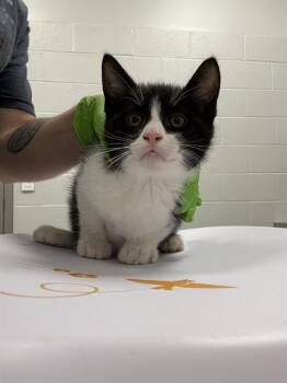 J -  Domestic Short Hair Cat for Adoption in Indianapolis, Indiana - J | PetCurious